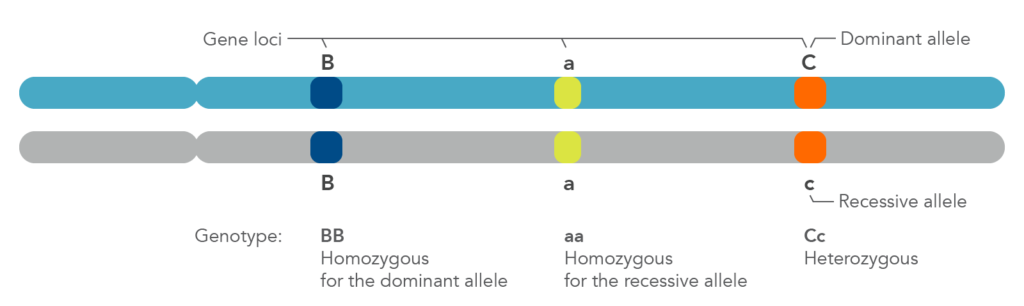 This diagram shows, alleles are DNA sequences at certain positions of chromosomes (molecules in which DNA is stored).